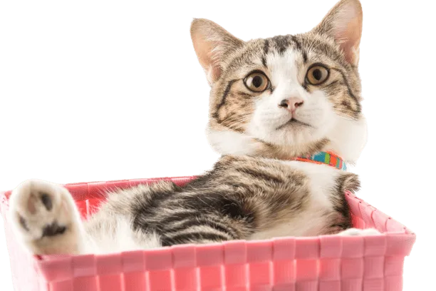 mobile pet grooming service