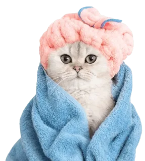 Cat grooming Dubai – mobile cat spa